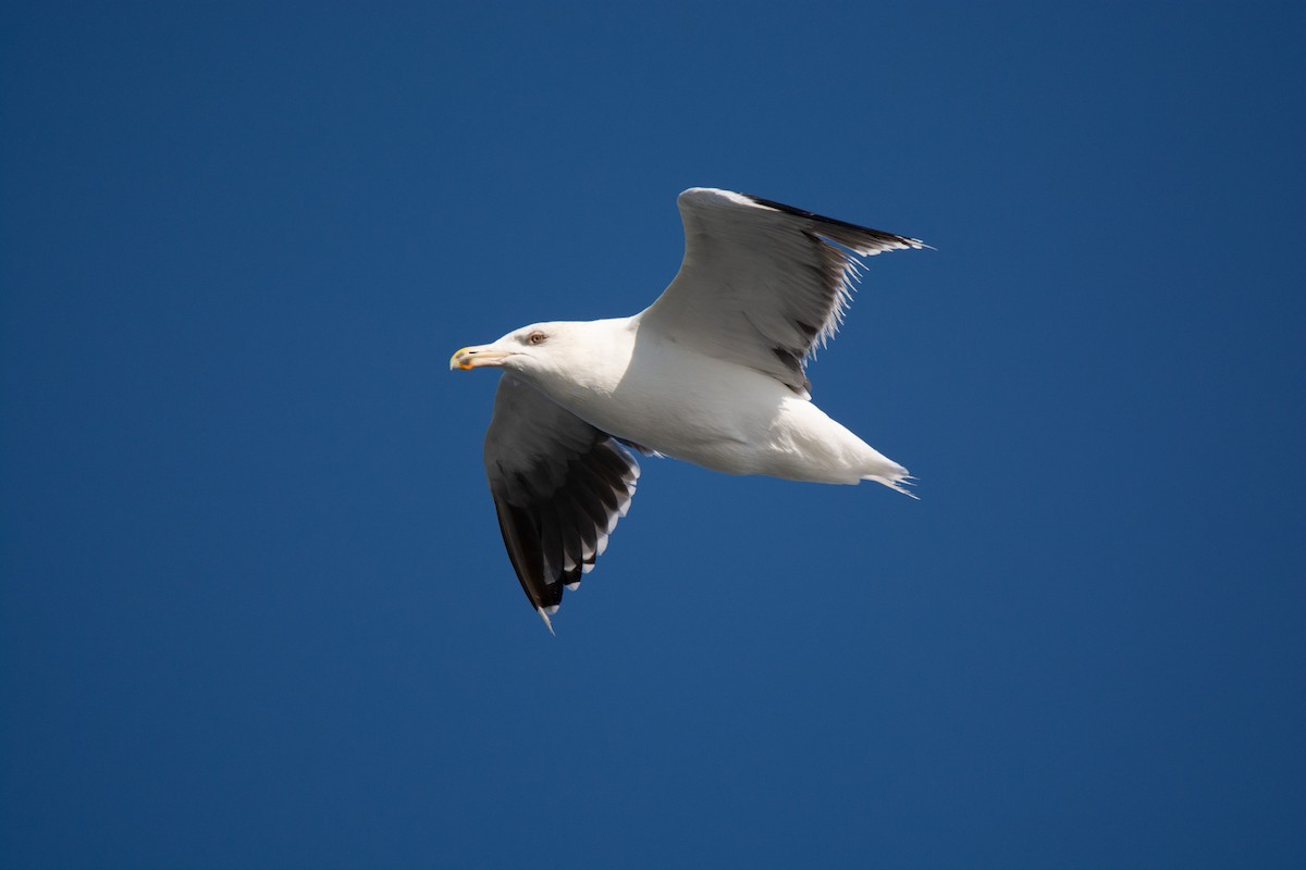 Great Black-backed Gull - ML644580655