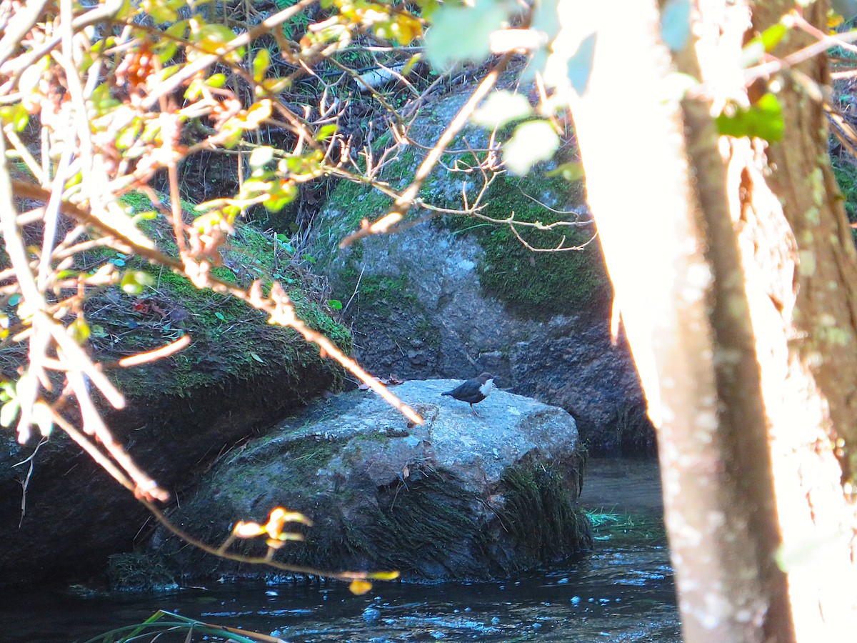 אמודאי הנחלים - ML644580657