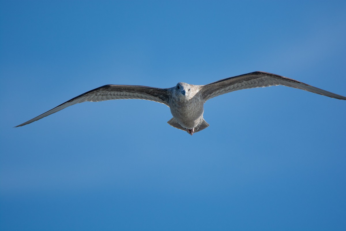 American Herring Gull - ML644580658