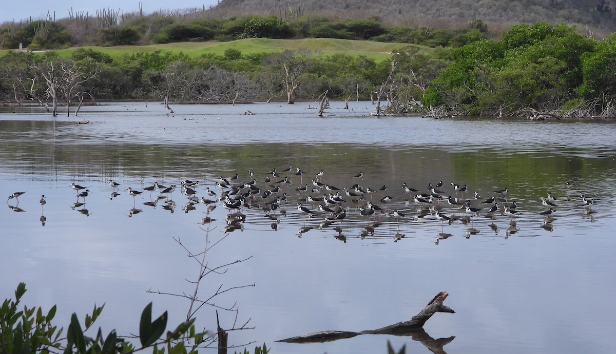 Black-necked Stilt - ML644580659