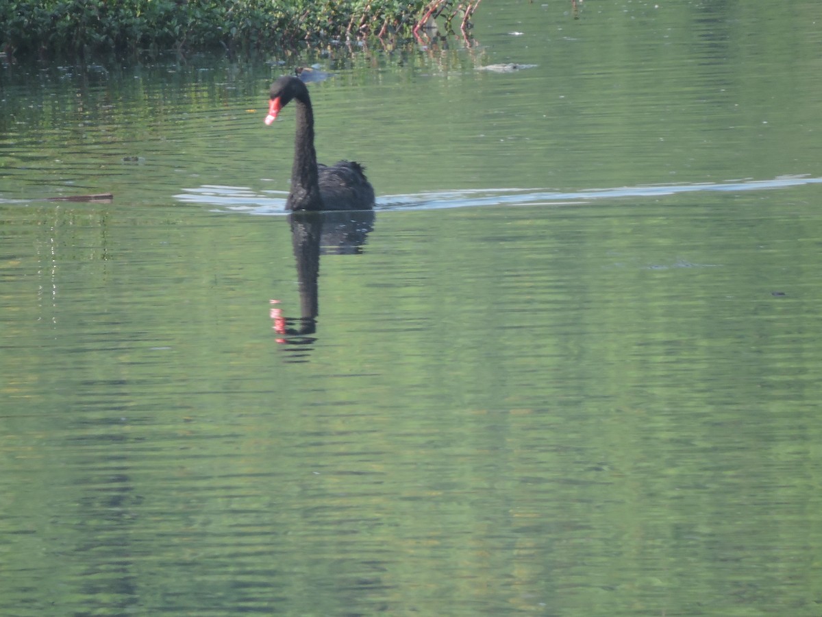 黑天鵝 - ML644580660