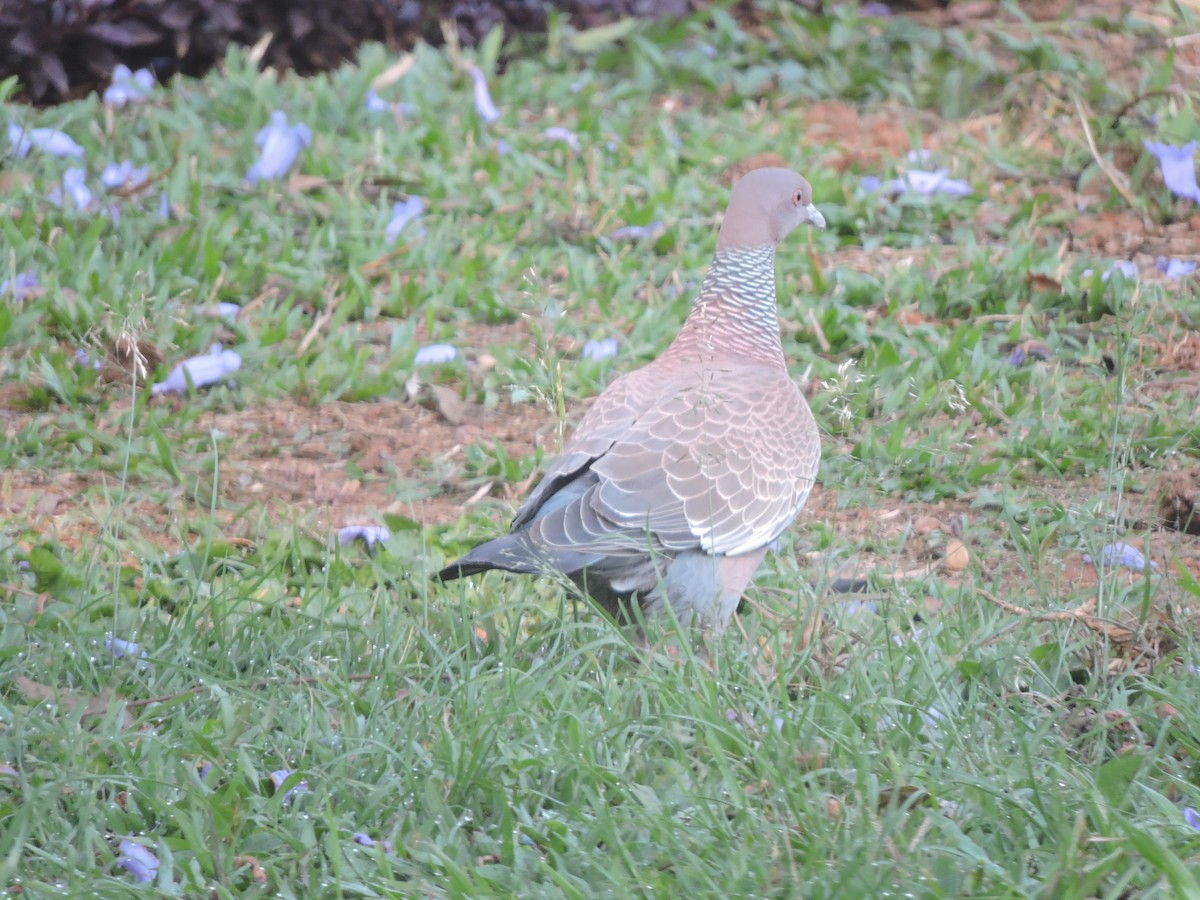 Темнохвостый голубь - ML644580666