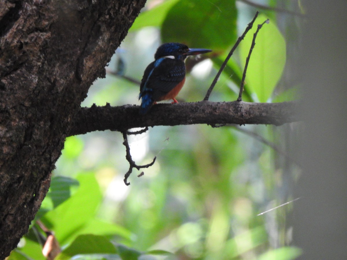 ledňáček modrohřbetý - ML644580669