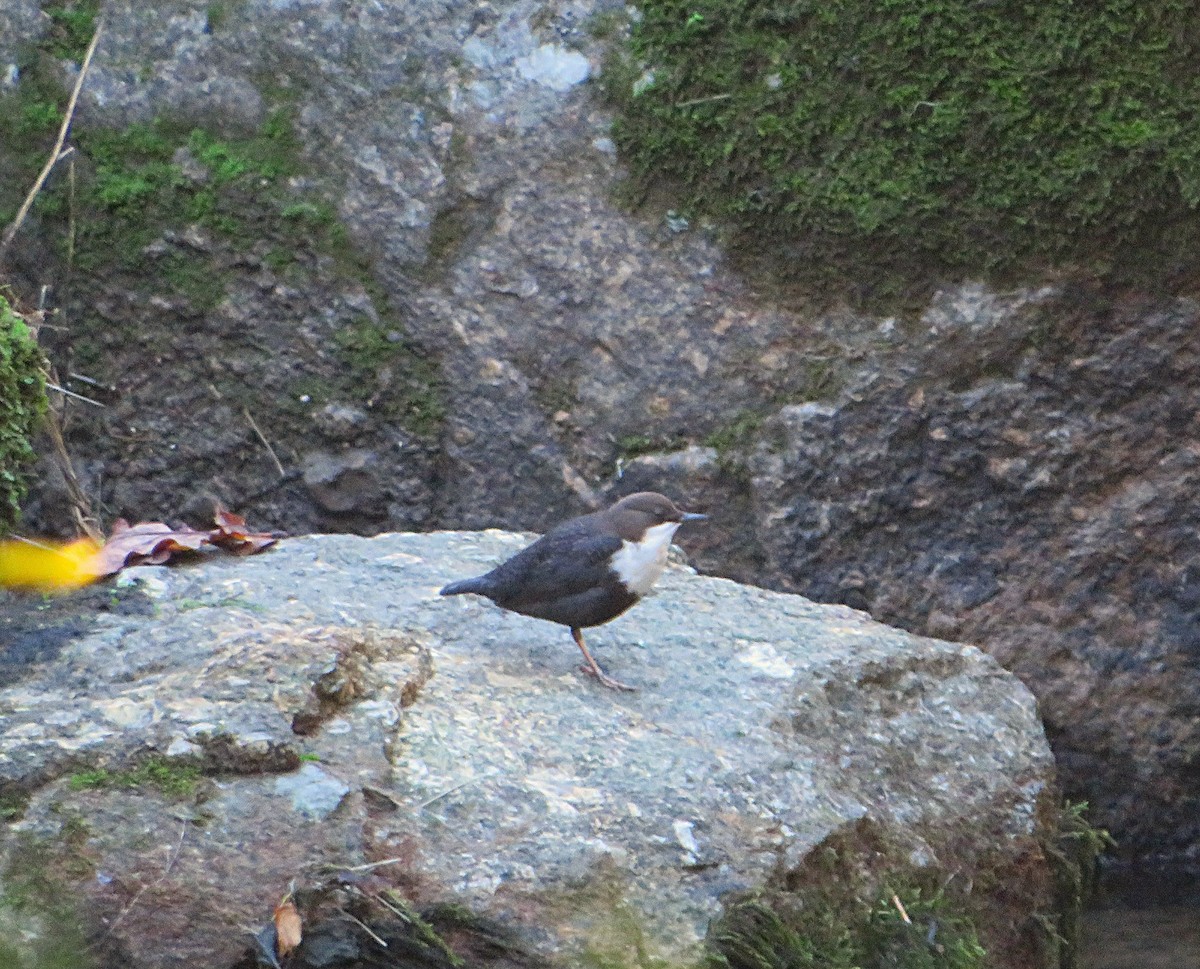 אמודאי הנחלים - ML644580670