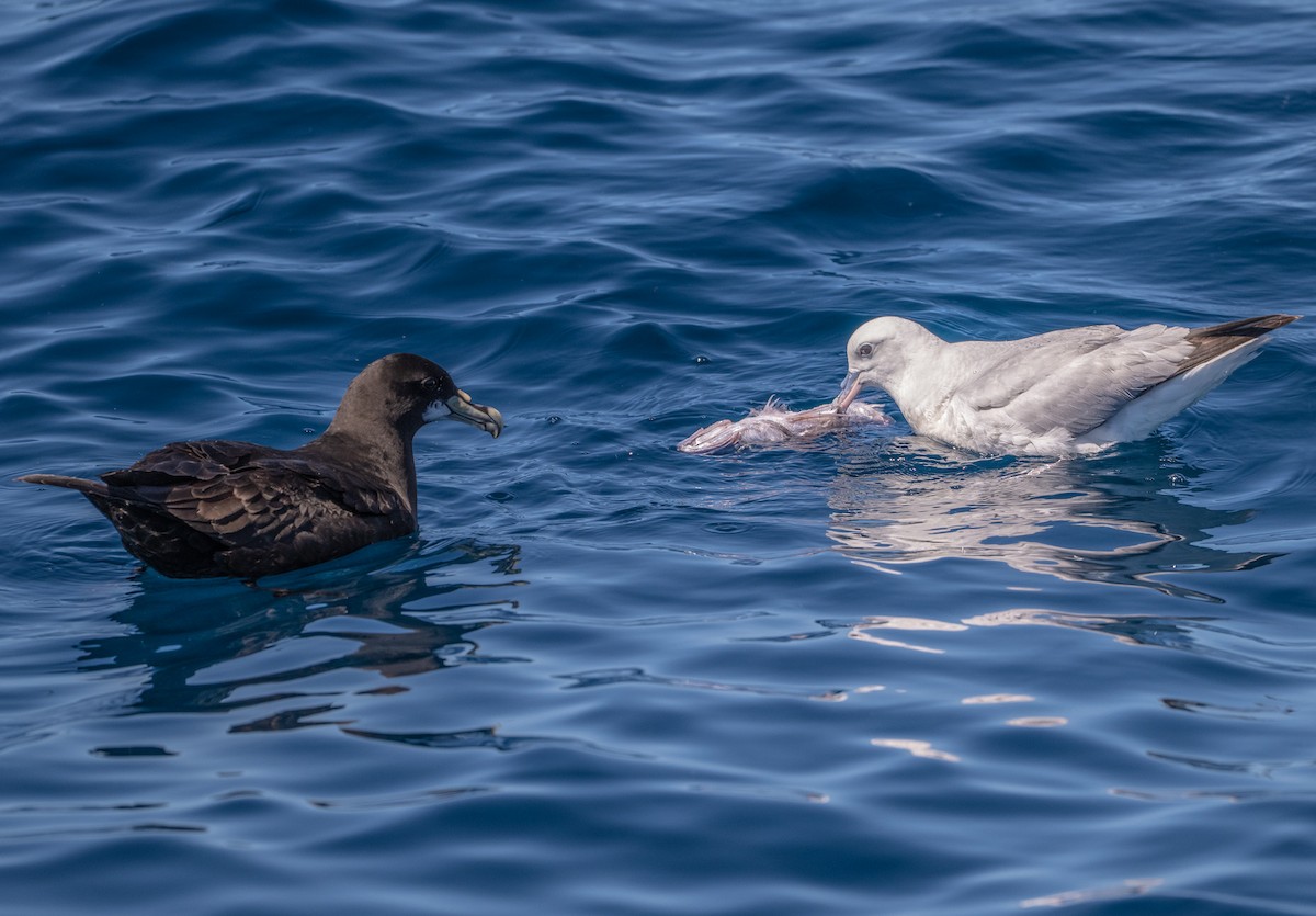 Southern Fulmar - ML644580675
