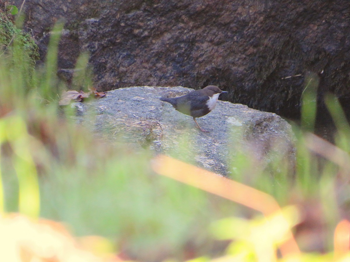 אמודאי הנחלים - ML644580676