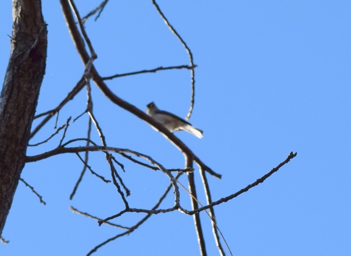 gråduskmeis - ML644580677