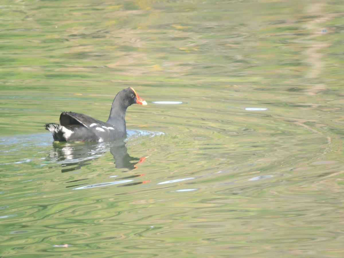 סופית אמריקנית - ML644580687
