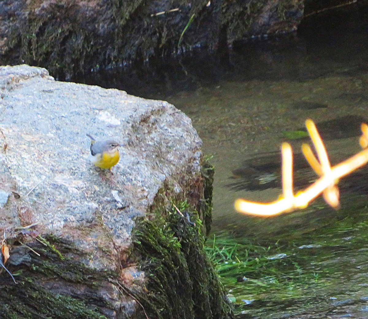 konipas horský - ML644580688