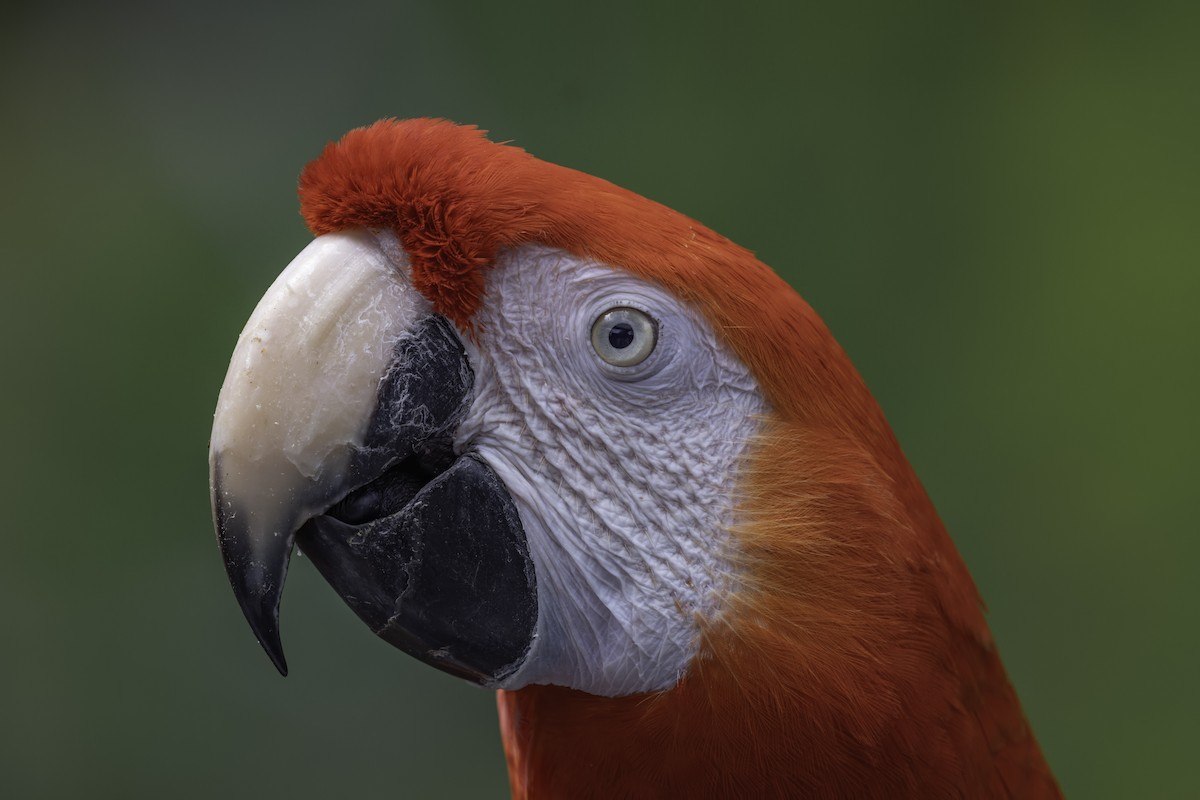 rødara - ML644580693