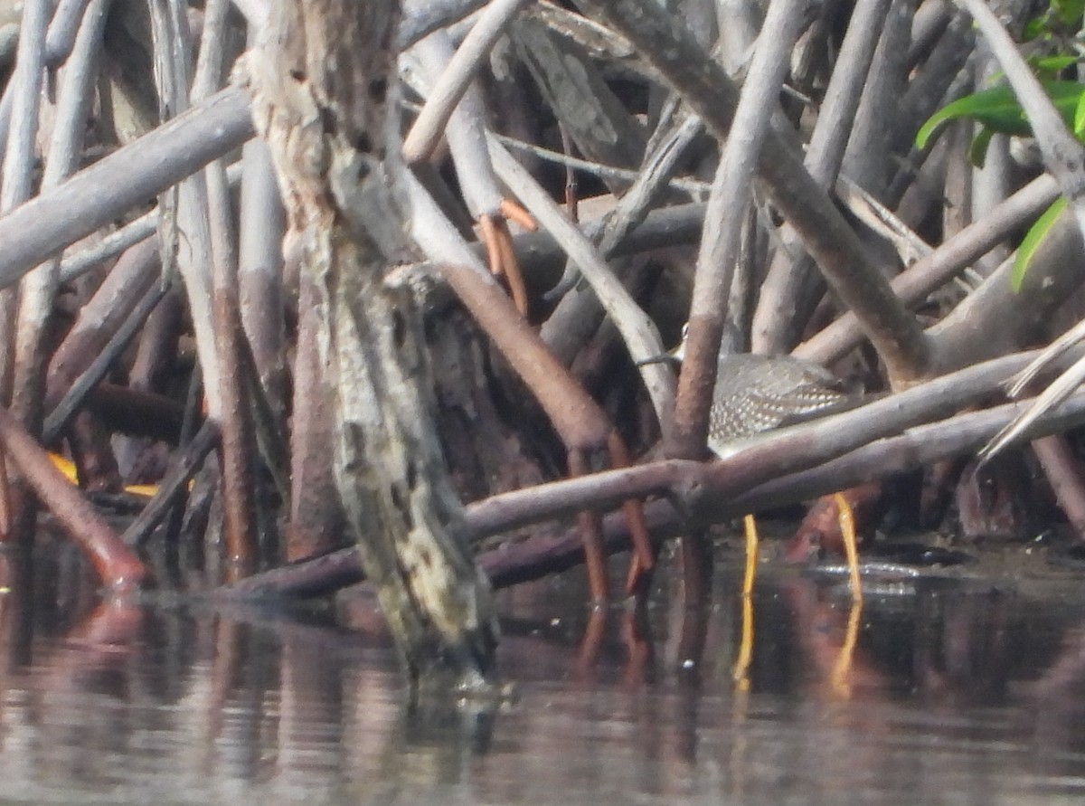 Lesser Yellowlegs - ML644580695