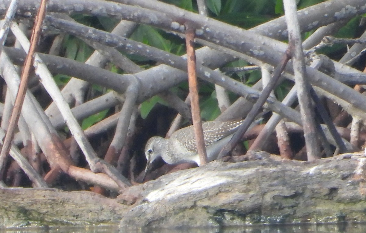 Lesser Yellowlegs - ML644580696