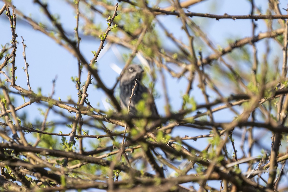 Chestnut-vented Warbler - ML644580699