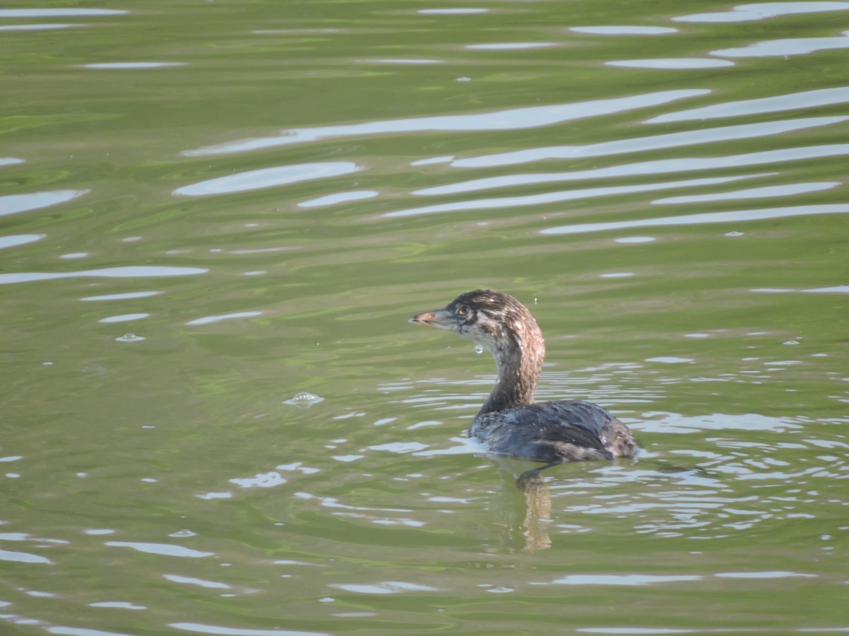 Least Grebe - ML644580701