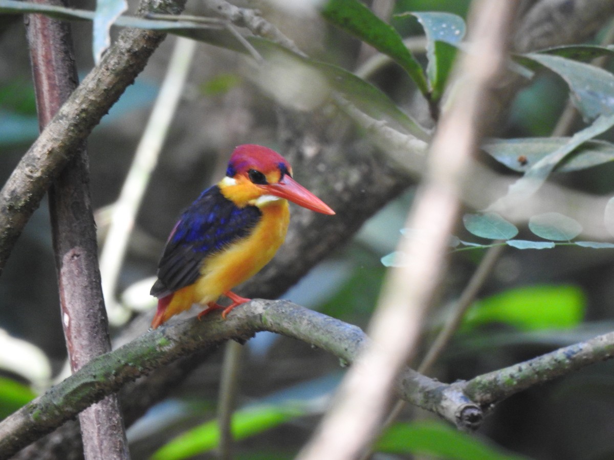 Black-backed Dwarf-Kingfisher - ML644580706