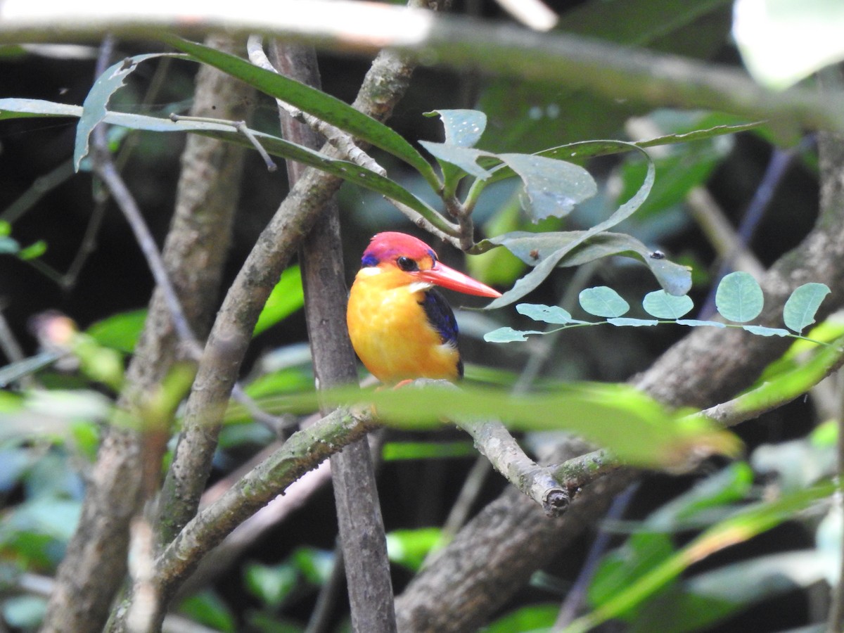 Black-backed Dwarf-Kingfisher - ML644580707