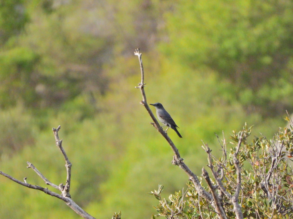 Цэнхэр жижир - ML644580708