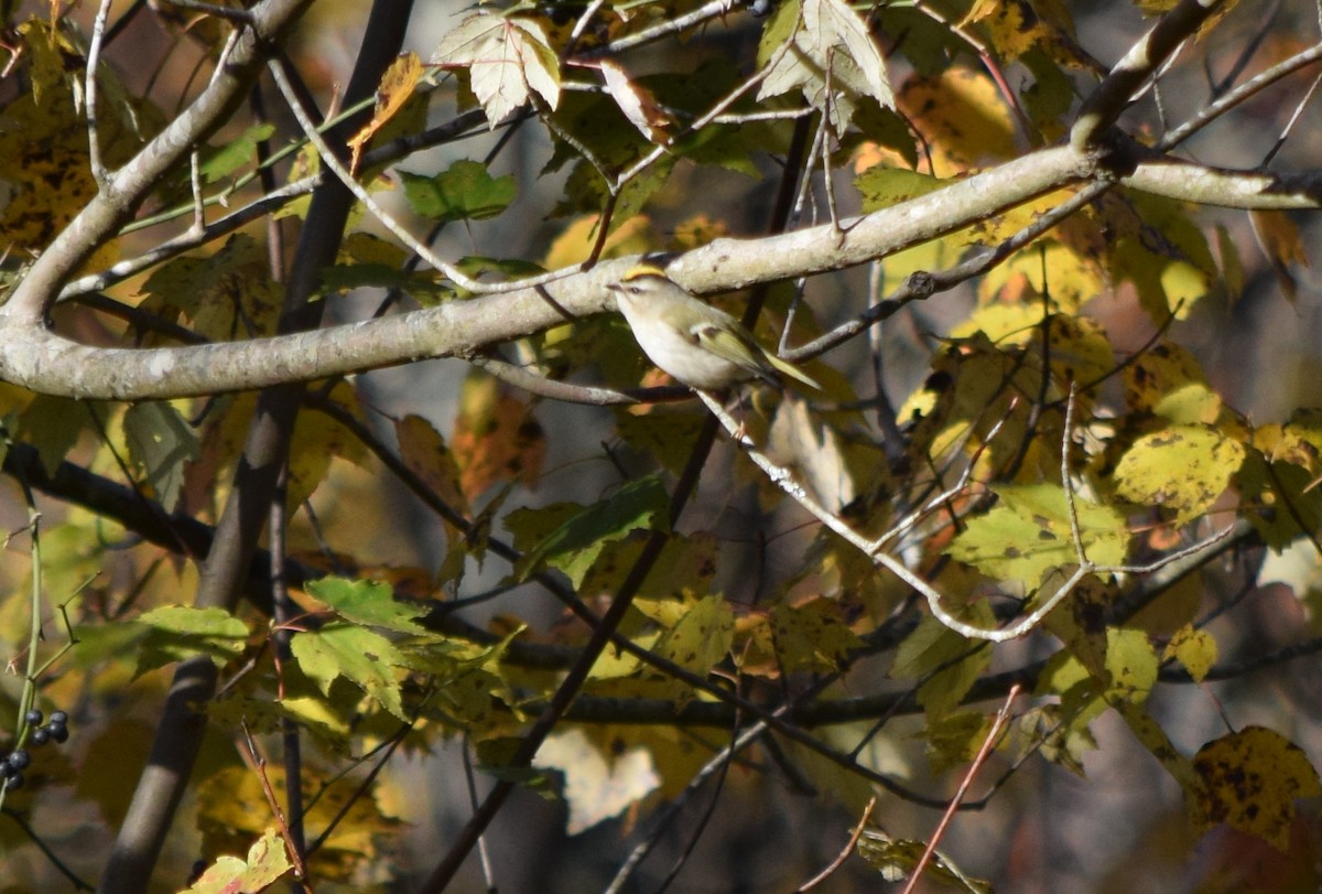 Golden-crowned Kinglet - ML644580709