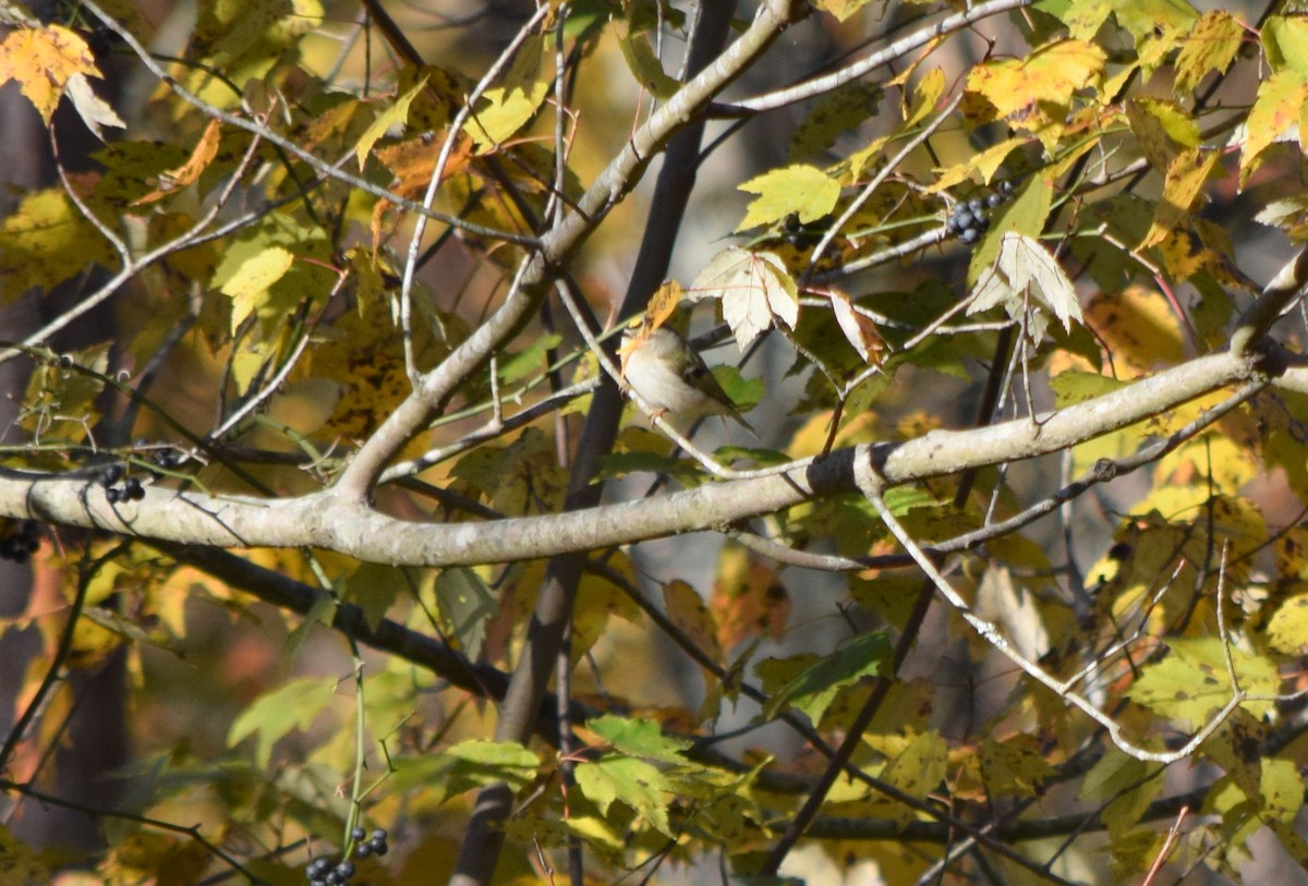 Golden-crowned Kinglet - ML644580710