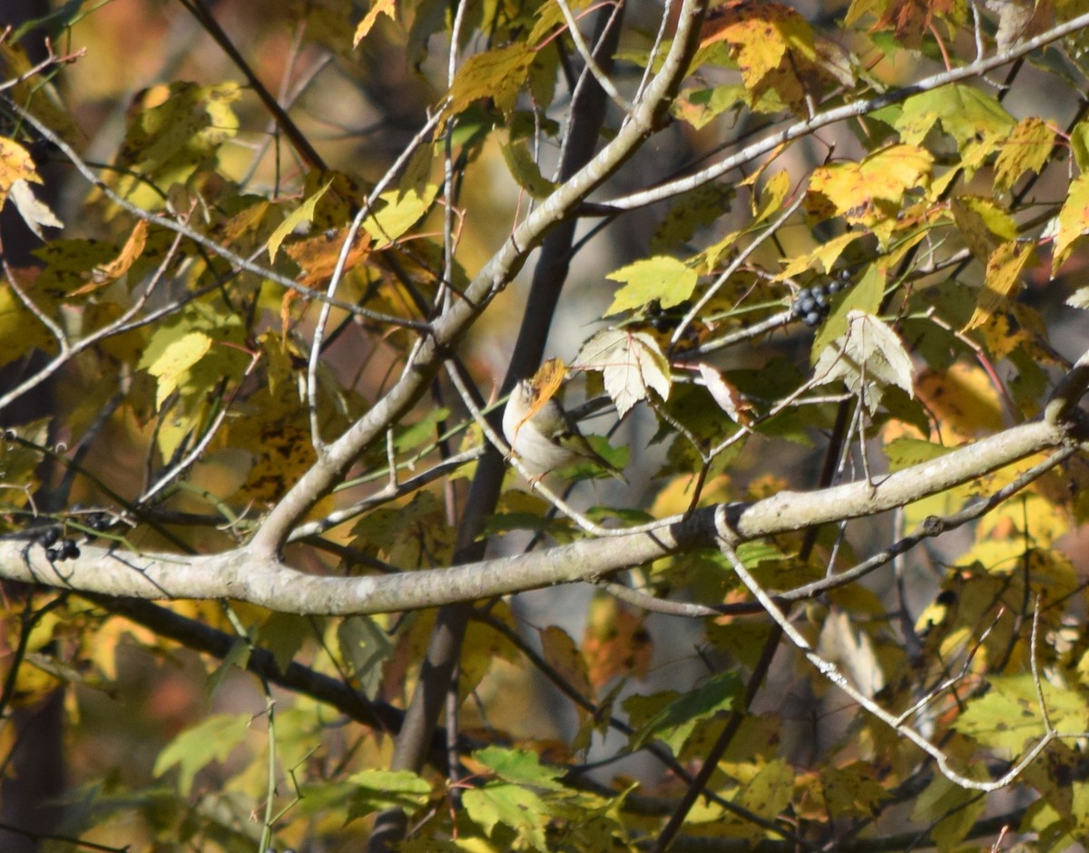 Golden-crowned Kinglet - ML644580711