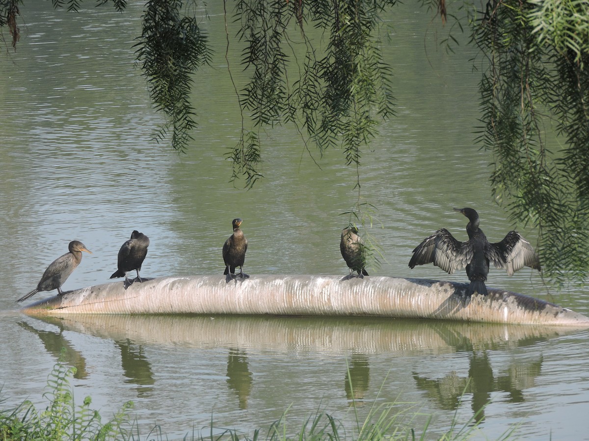 Neotropic Cormorant - ML644580712