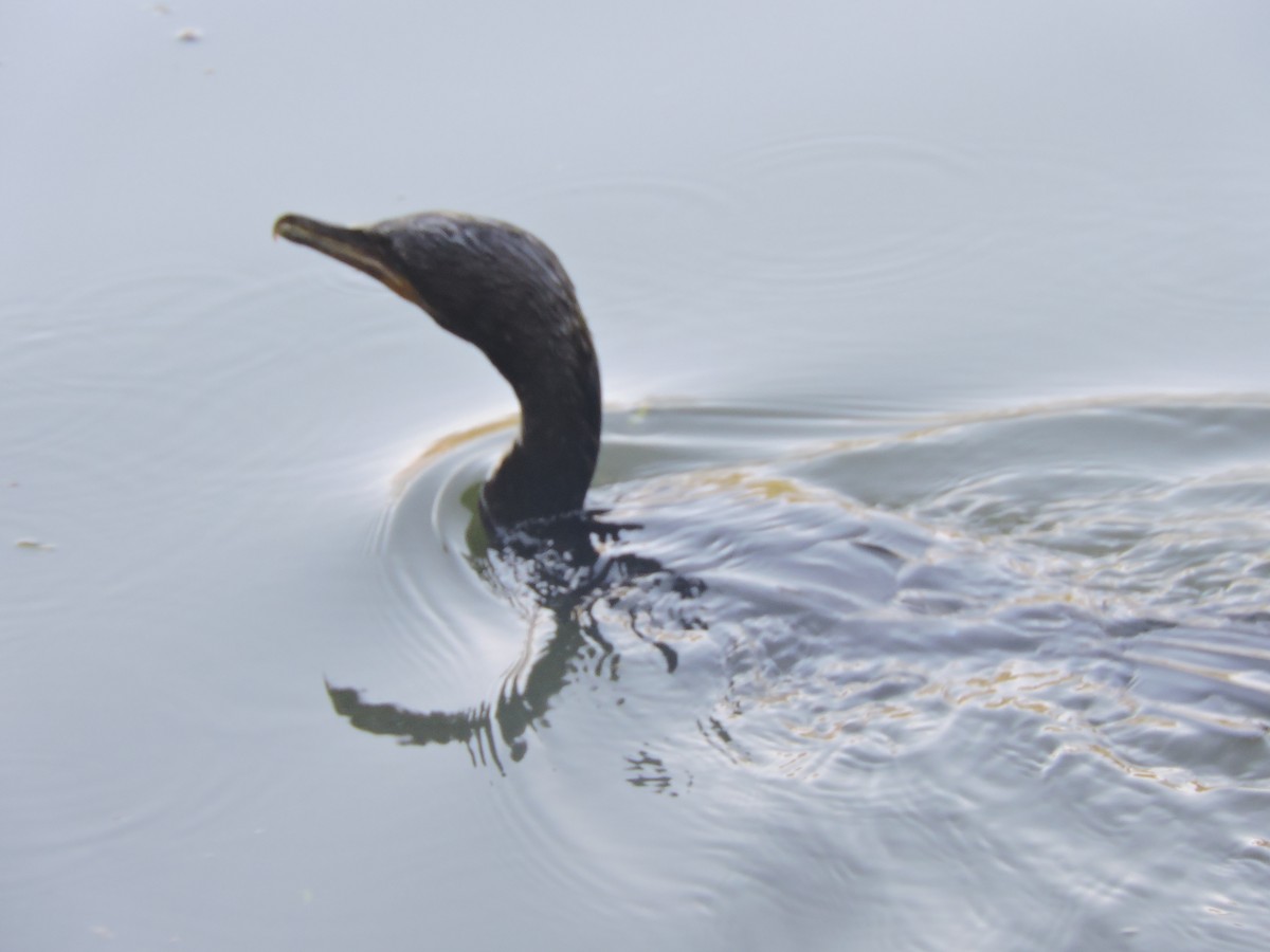 Neotropic Cormorant - ML644580713