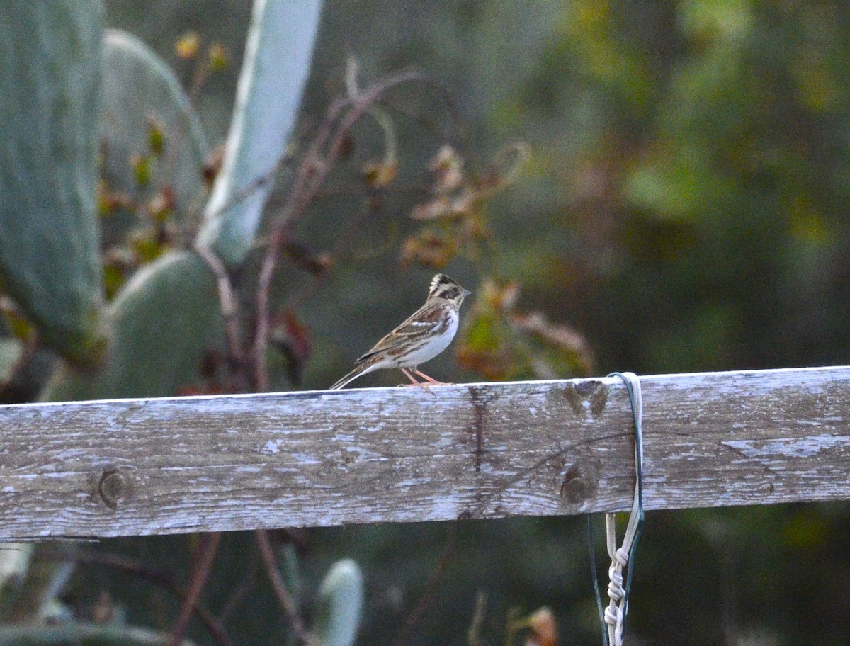 田鵐 - ML644580717