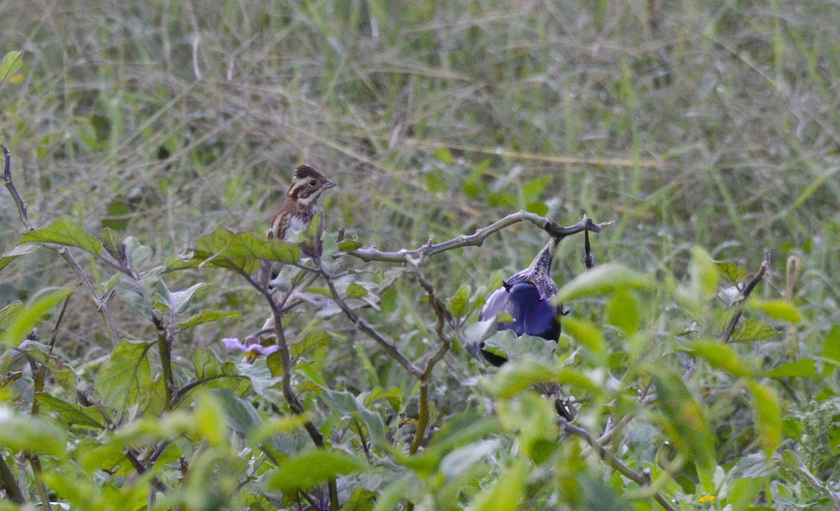 田鵐 - ML644580718