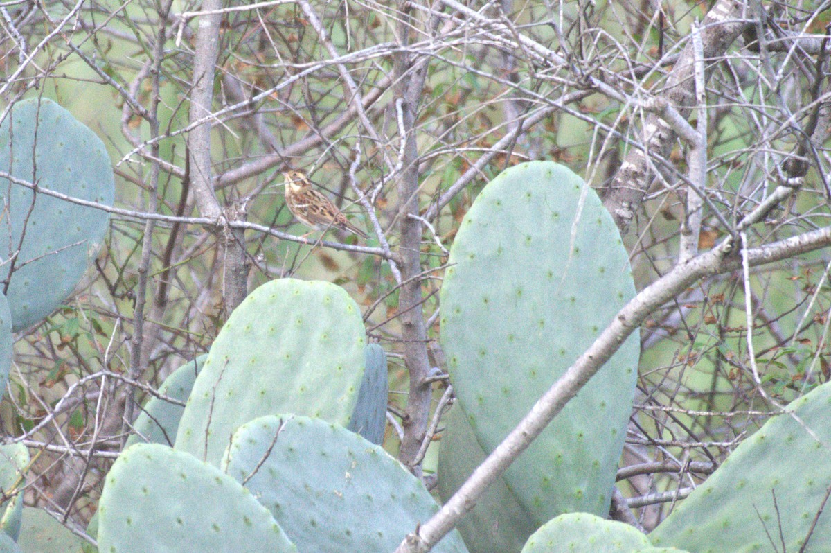 田鵐 - ML644580719