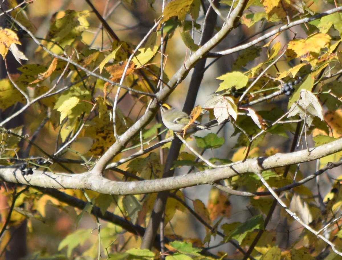 Golden-crowned Kinglet - ML644580720