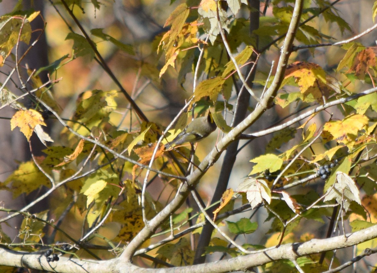 Golden-crowned Kinglet - ML644580722