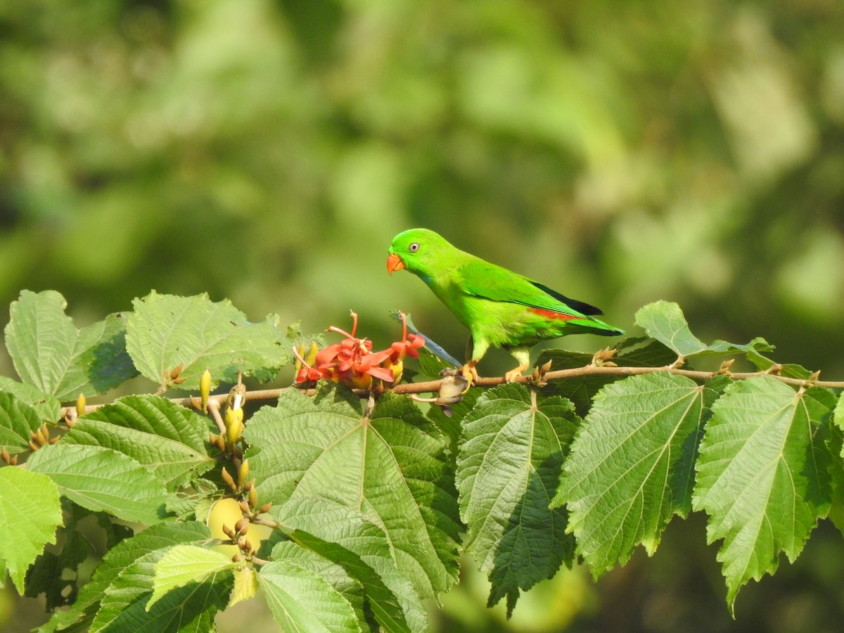 Vernal Hanging-Parrot - ML644580723