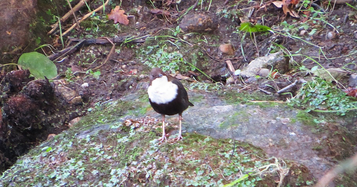 Гялаан омруут харзлай - ML644580725