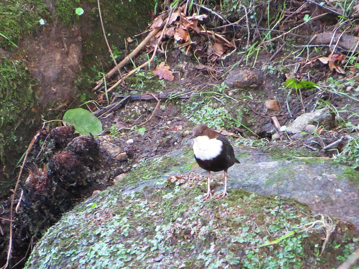 Гялаан омруут харзлай - ML644580728