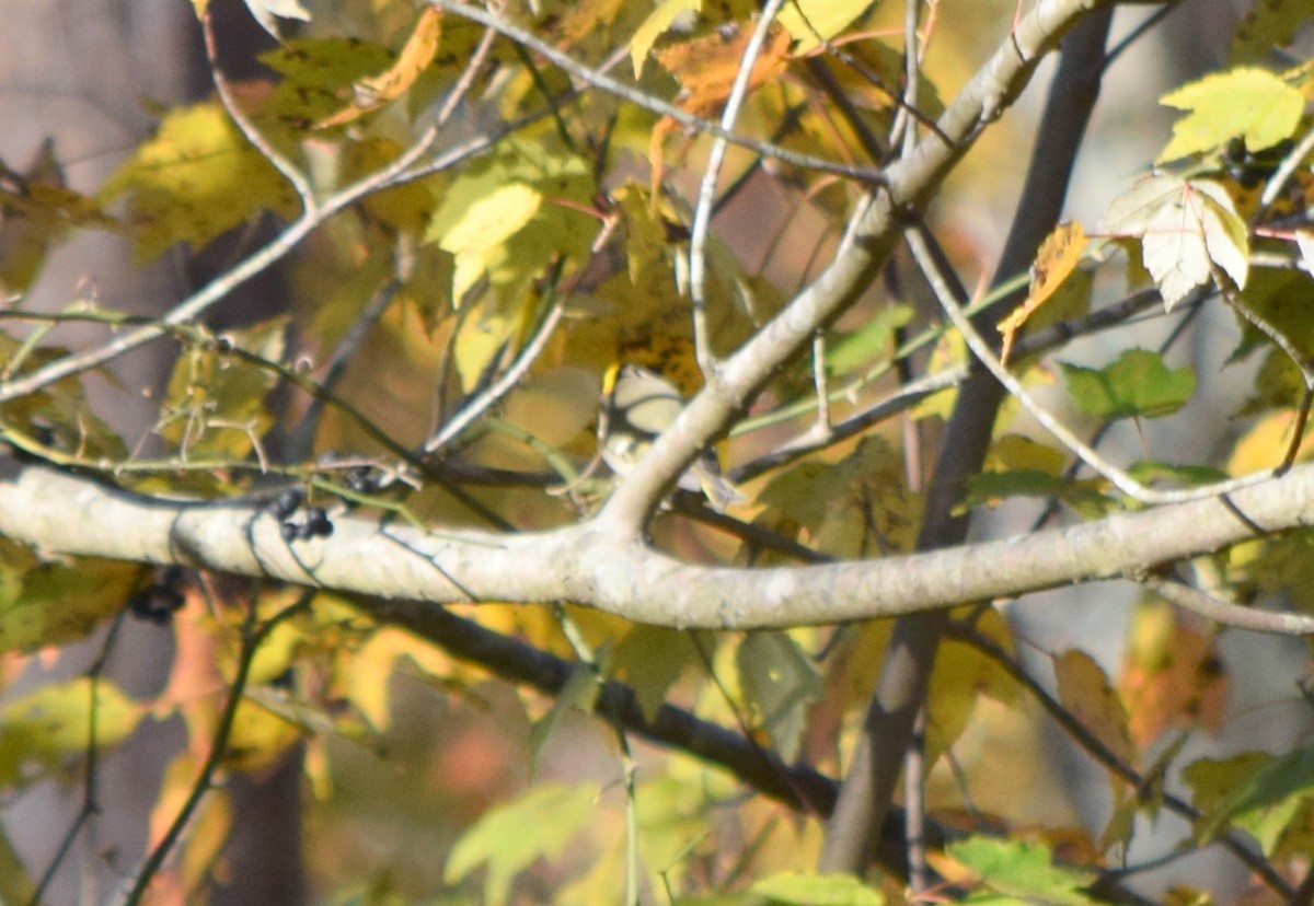 Golden-crowned Kinglet - ML644580729