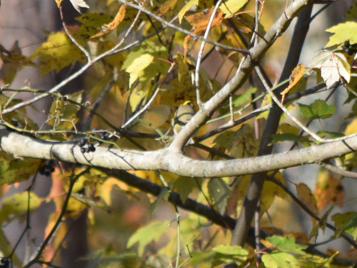 Golden-crowned Kinglet - ML644580730