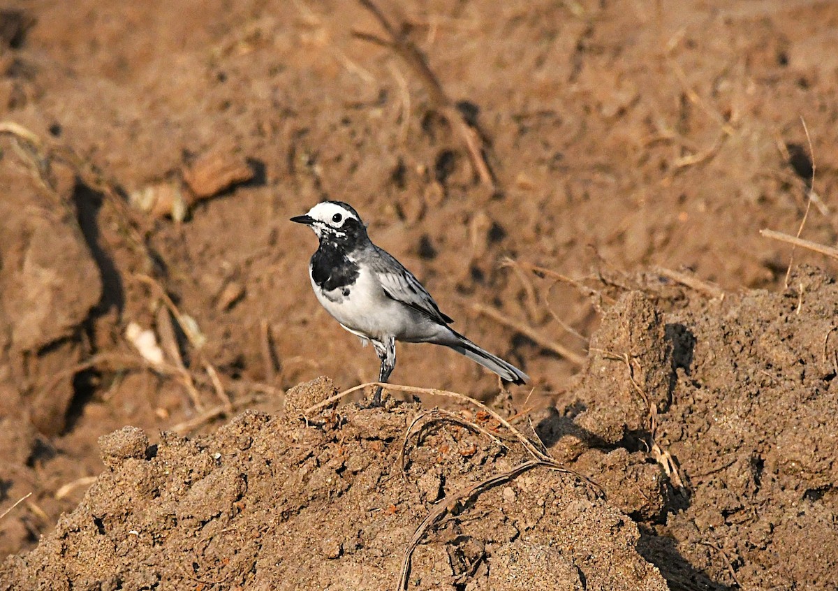 Bergeronnette grise - ML644580731