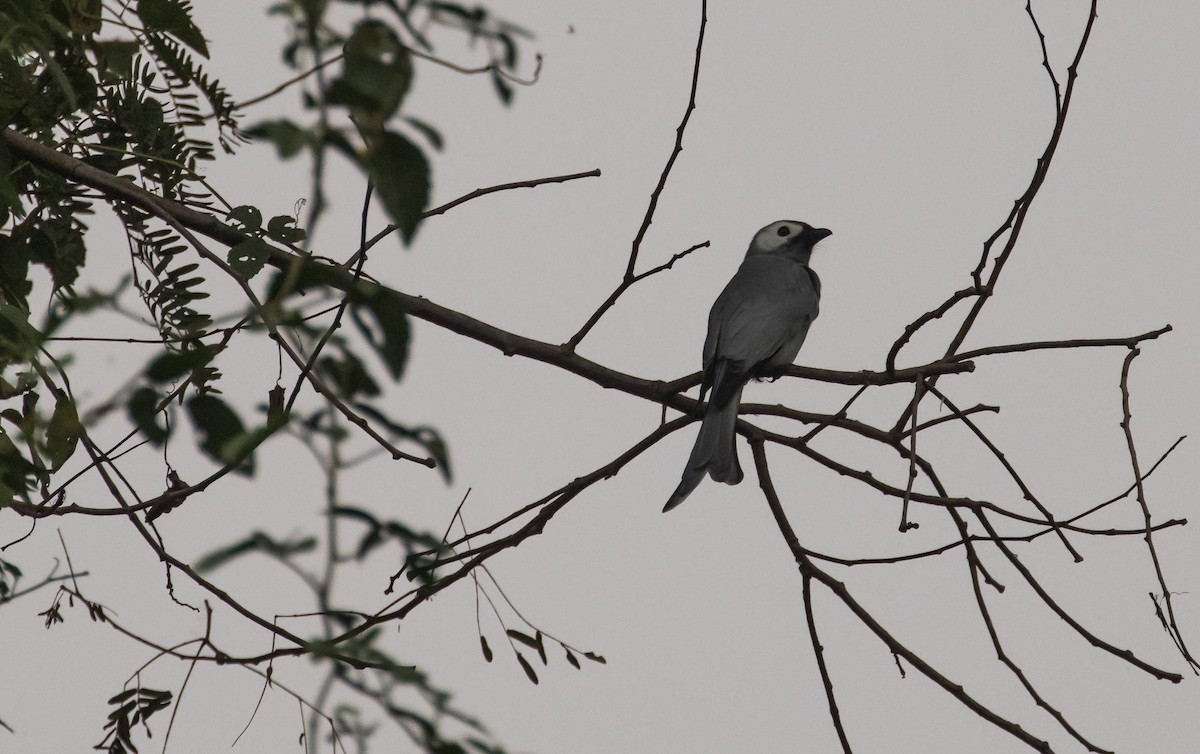 Ashy Drongo (Hainan/White-cheeked/White-lored) - ML644580732