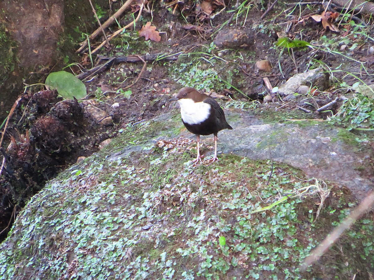 אמודאי הנחלים - ML644580733