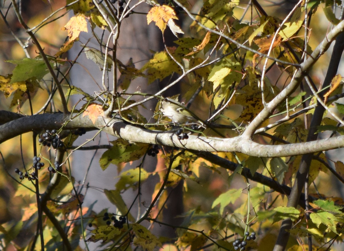 Golden-crowned Kinglet - ML644580735