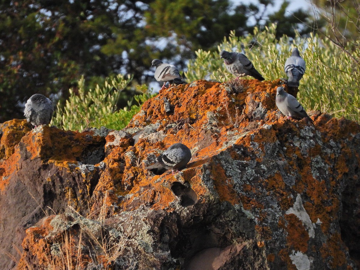 原鴿 - ML644580741