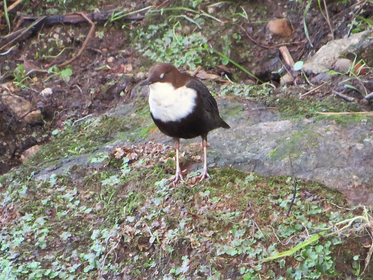 אמודאי הנחלים - ML644580745