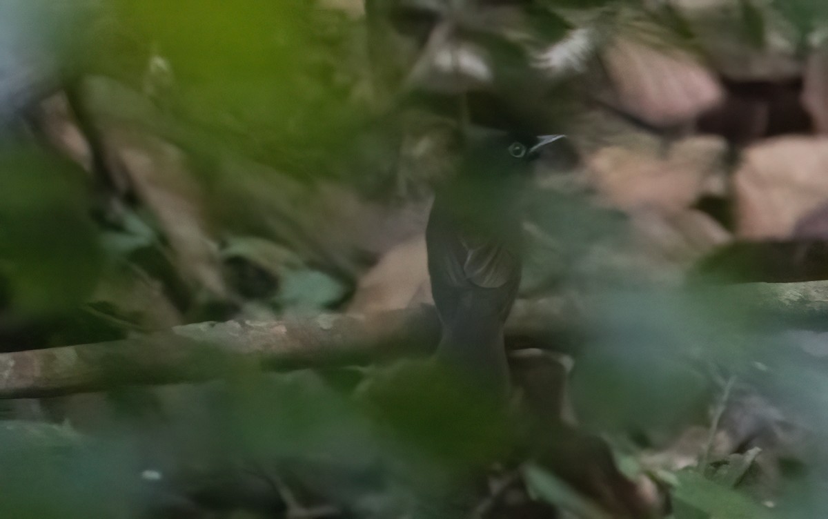 紫綬帶 - ML644580746