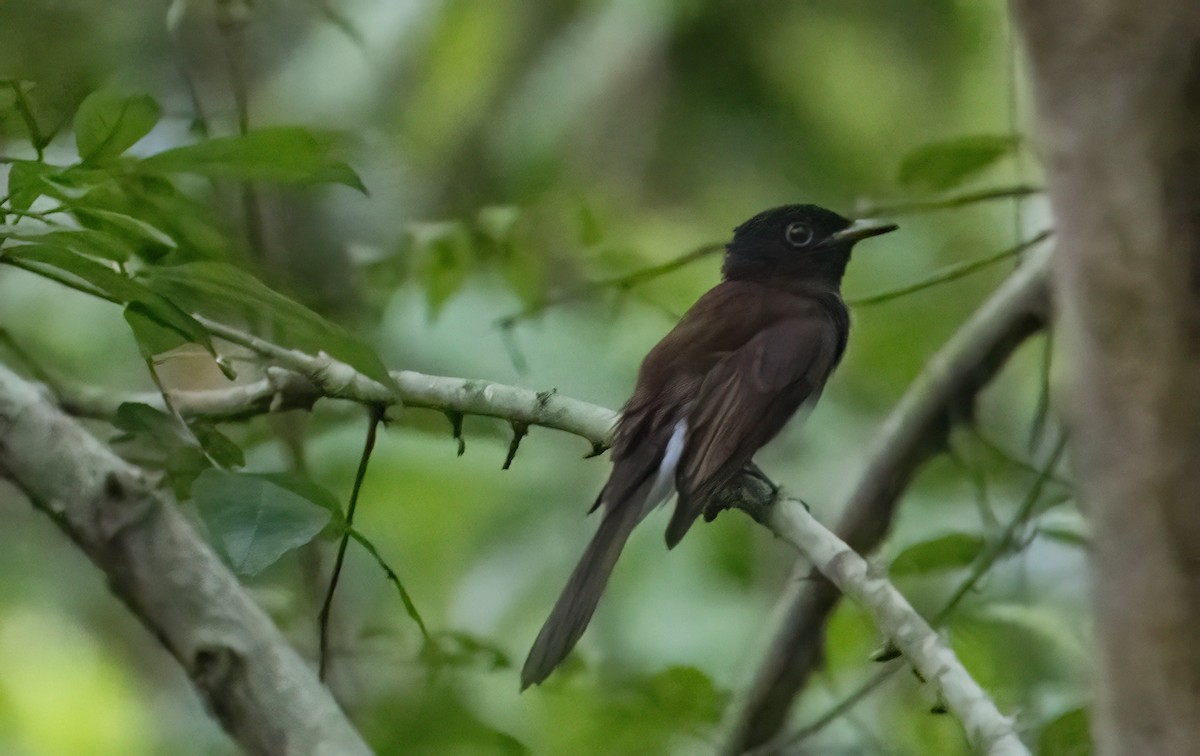 紫綬帶 - ML644580747