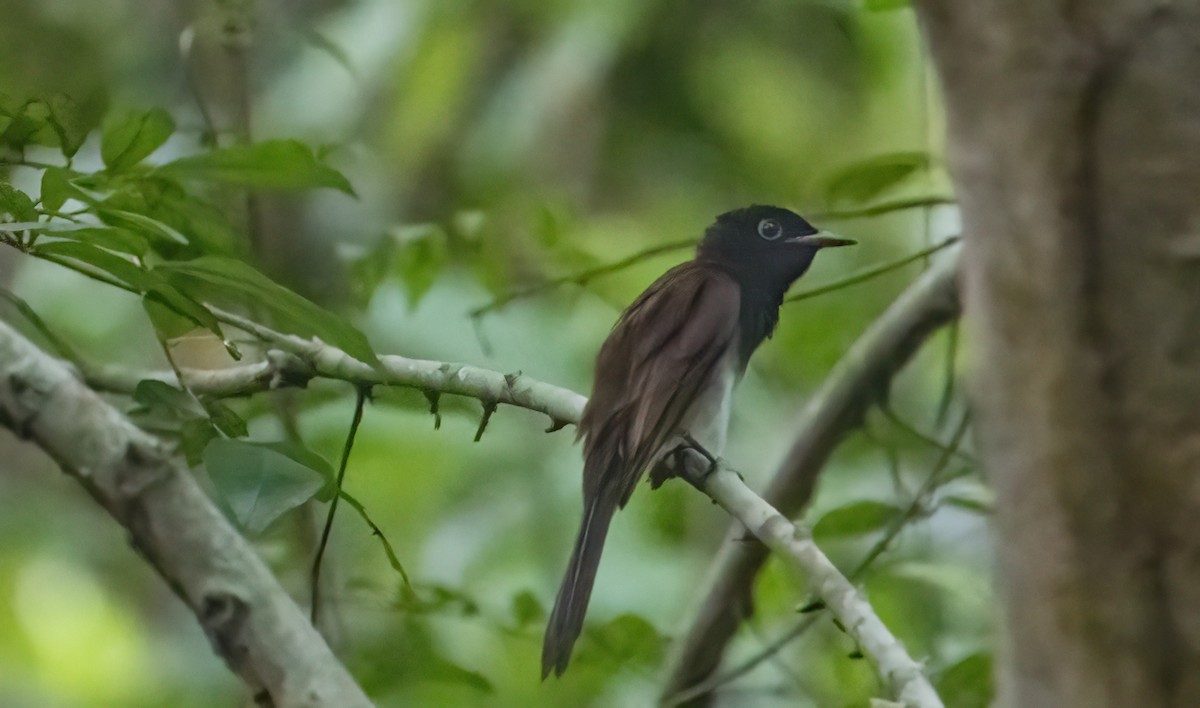 紫綬帶 - ML644580749