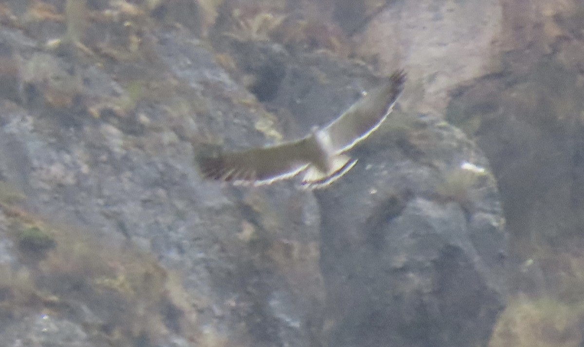 セアカノスリ - ML644580755