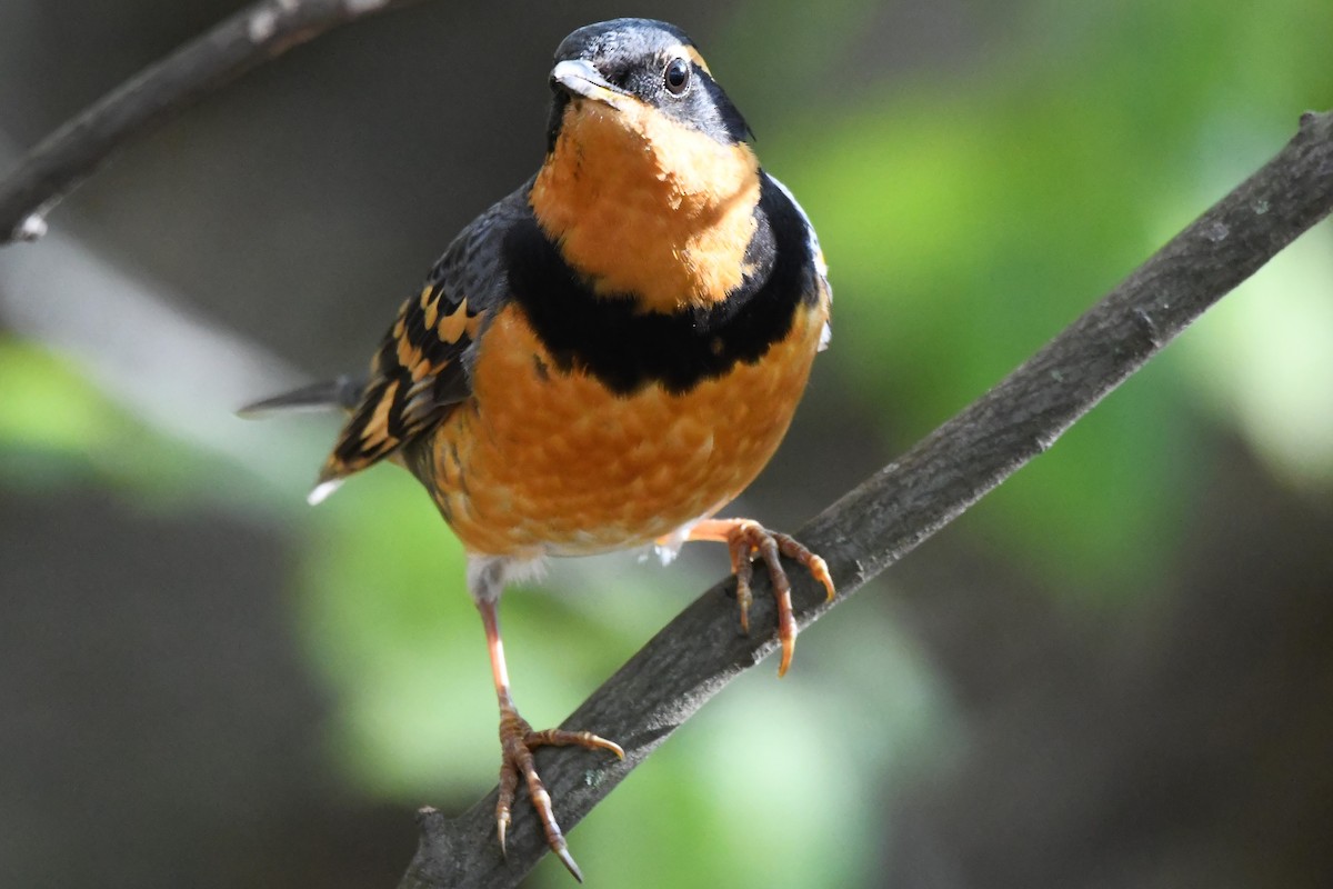 Varied Thrush - ML644580757