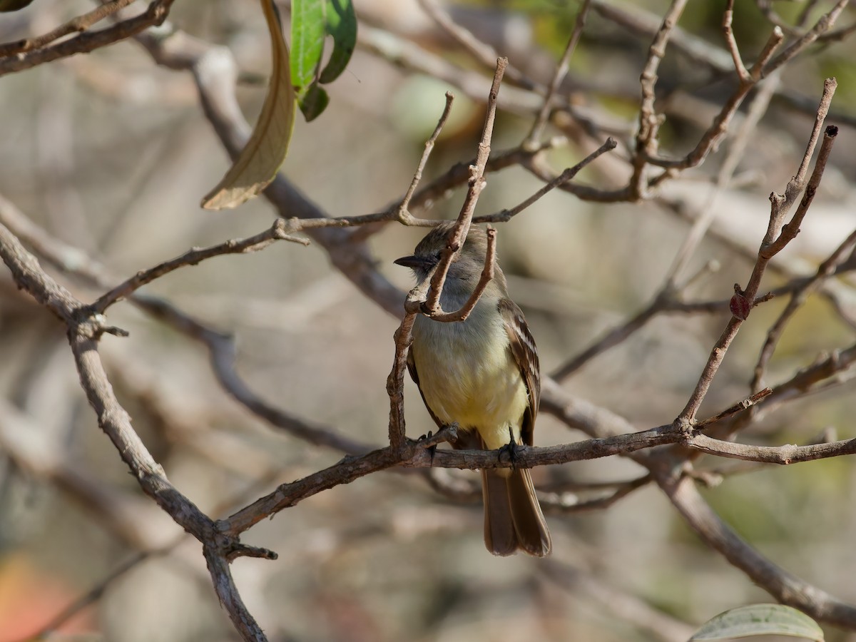 tanımsız Myiarchus sp. - ML644580758