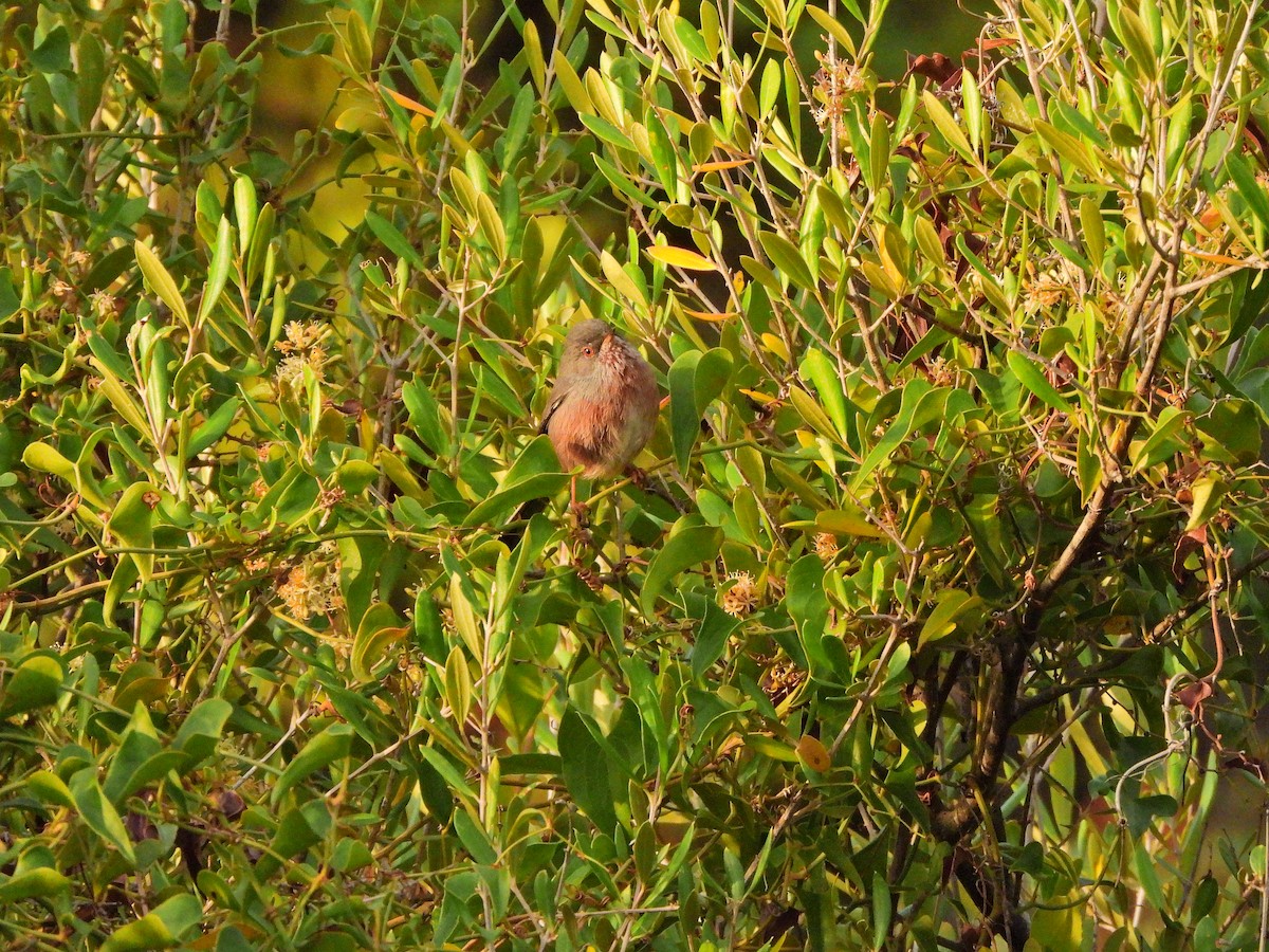 Etze-txinboa - ML644580759