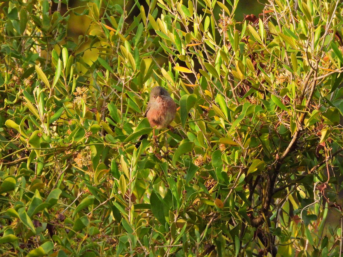 Etze-txinboa - ML644580760